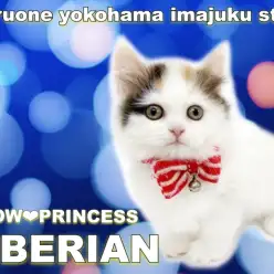 【 サイベリアン 】初心者必見！オンリーワン要素たっぷりなレアカラーCAT登場！