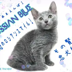 【 ロシアンブルー 】その賢さ忠犬級!愛情深くてとっても静かな甘えんぼ!