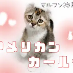 【 アメリカンカール 】くるんとしたお耳が可愛らしい！人懐こい女の子！