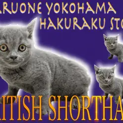 【 ブリティッシュショートヘア 】丸いフォルムが特徴!スキンシップは初めが肝心?