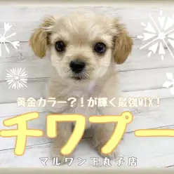 【 MIX 】黄金に輝く最強MIX！癒し系フェイスのチワプーくん！