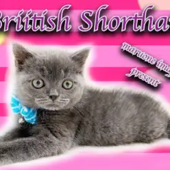 【 ブリティッシュショートヘア 】ダークブルーの癒し系！超丸顔の甘えんBOY！