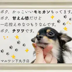 【 チワワ 】モヒカンスタイルの小さなイケメン！控えめアピールに胸キュン注意！