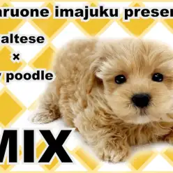 【 MIX犬 】マルチーズとトイプードルの最強MIX!超短足ゴールデンマルプー!