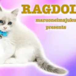 【 ラグドール 】初心者ユーザー支持率NO1！超温厚なイケメンぬいぐるみCAT！