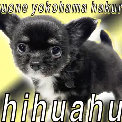 【 チワワ 】ブラックベースがポイント！元気で遊び好きの超小さめサイズ！