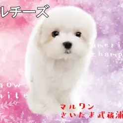 【 マルチーズ 】涙やけの無い純白カラー！パパがアメリカチャンピオン！