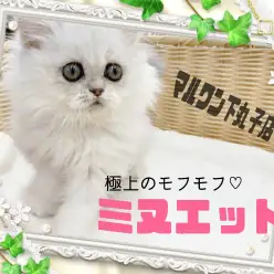 【 ミヌエット 】ビッグアイが印象的な超癒し系もふもふニャンコが登場！！