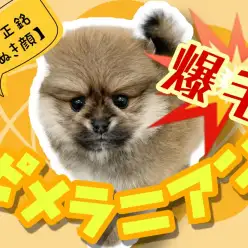 【 極小ポメラニアン 】マズル短めの超タヌキ顔ポメラニアン!爆毛ボディも必見!