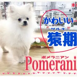 【 ポメラニアン 】生後4ヶ月の可愛い『猿期』に入ったポメ君 第2弾