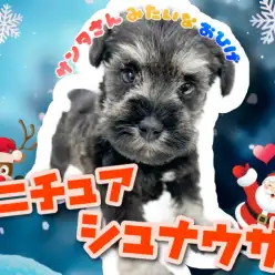 【 ミニチュアシュナウザー 】パパはJKCチャンピオン!お髭がチャームポイント!