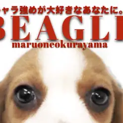 【 ビーグル 】圧倒的存在感！キャラ強め系女子が大倉山にやってきた！