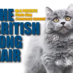 【 鶴見店のブリティッシュロングヘア 】超絶性格良しのブリロングが最高だった件。