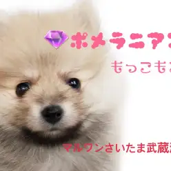 【 ポメラニアン 】トリマーが教える！たぬきポメちゃんにオススメカット！