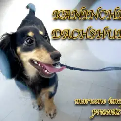 【 カニンヘンダックスフント 】生後7ヶ月で2.6kg！胴長短足の超元気っ娘！