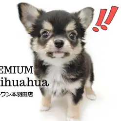 【 チワワ 】最強の童顔に超ドワーフ体型を持ったプレミアムチワワ登場！！