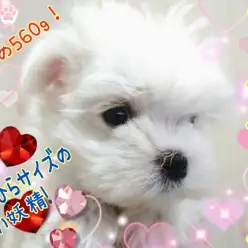 【 マルチーズ 】生後約60日で驚異の560g！手のひらサイズの白い妖精！