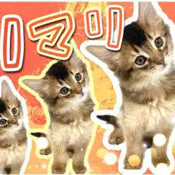 【 ソマリ 】光に当たるとキラキラ輝くルディの毛色！スリムボディのイケにゃん