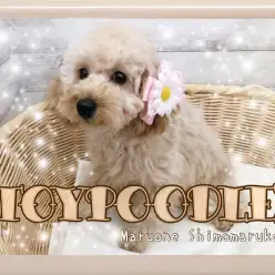 【 トイプードル 】穏やかな性格の女の子！犬慣れバッチリで多頭飼いにピッタリ！