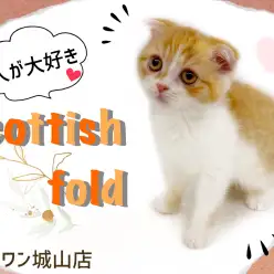 【 スコティッシュフォールド 】人が大好きな恐れ知らず威風堂々のスコちゃん