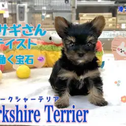 【 ヨークシャーテリア 】ウサギさんテイストのヨーキーの女の子