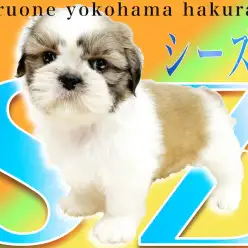 【 シーズー 】世代を超えて愛される犬種!超飼いやすい事が人気の理由!