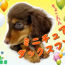 【 ミニチュア・ダックスフント 】チョコタンカラーのスイートな女の子！