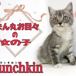 【 マンチカン 】ブルータビーのまん丸お目々のマンチカンの女の子