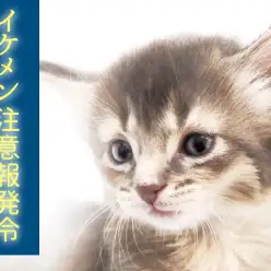【 ソマリ 】ブルーの被毛が魅力の究極の美猫現る！イケメン注意報発令！