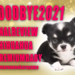 【 ロングコートチワワ 】小さい身体でも魅力は盛り沢山！プレミアムワンコ！