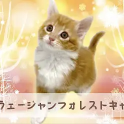 【 ノルウェージャンフォレストキャット 】大人気毛色の甘えん坊の男の子！