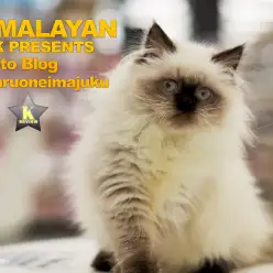 【 今宿店のヒマラヤン 】全てがコミカルな芸達者！ほっこりさせてくれる癒やし系！