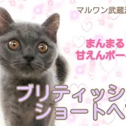 【 ブリティッシュショートヘア 】極上の肌触り!まん丸フェイスの甘えんボーイ!