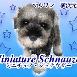 【 ミニチュア・シュナウザー 】マズルが超短い！ベビーフェイスな女の子が登場！