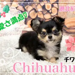【 チワワ 】第二弾！生後3ヶ月のチワワちゃんも可愛さ満点！