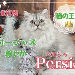 【 ペルシャ 】猫の王様！シルバーカラーの穏やかな男の子！