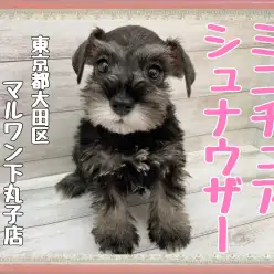 【 ミニチュアシュナウザー 】大きい瞳で見つめちゃうぞ！甘えん坊シュナちゃん！