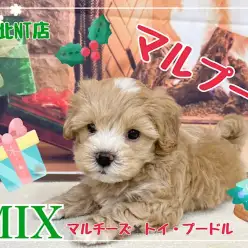 【 ミックス 】大人気ミックス犬！全てが可愛いすぎるマルプーちゃん