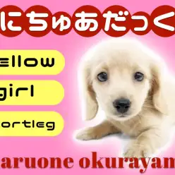【 ミニチュアダックスフント 】クリーム系短足美女の可愛い子犬ちゃん！