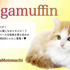 【 ラガマフィン 】猫界のテディベア！おっとりでマイペースな性格な男の子！