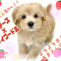 【 MIX・マルプー 】ミックス犬人気NO.1！小さめサイズは飼いやすさ抜群！