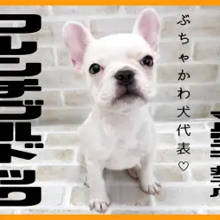 【 フレンチブルドッグ 】愛嬌たっぷりなお顔と温和な性格！子供好きな癒し犬登場！