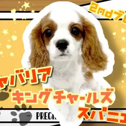 【 キャバリア 】わんちゃん初心者様必見!性格もお顔立ちも男の子らしく成長中!