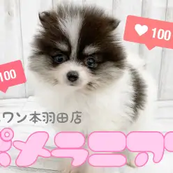 【 ポメラニアン 】小さめたぬきポメ登場！レアなパーティカラーは半端ない可愛さ！