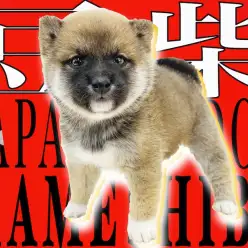 【 豆柴 】情熱の赤を身に纏った、超小さいサイズは正にプレミアム級！