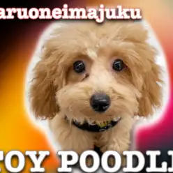 【 トイプードル 】もうすぐ生後5ヶ月！小さくてフレンドリーで毛量多めな女の子！