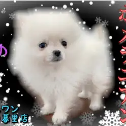 【 ポメラニアン 】つぶらな瞳の小さめポメ！お迎えに必要なアイテムもご紹介！
