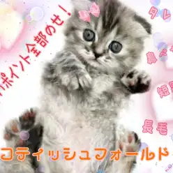 【 スコティッシュフォールド 】垂れ耳！長毛！特別な幸福感を満たしてくれる！