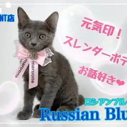 【 ロシアンブルー 】元気印！スレンダーボディのお話好きな女の子！