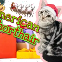 【 アメリカンショートヘア 】ワクチンが終わって新たなトレーニングに挑戦!